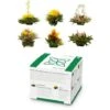 Feelino Tea Flowers 6 Different Varieties Individually Packed Very Productive